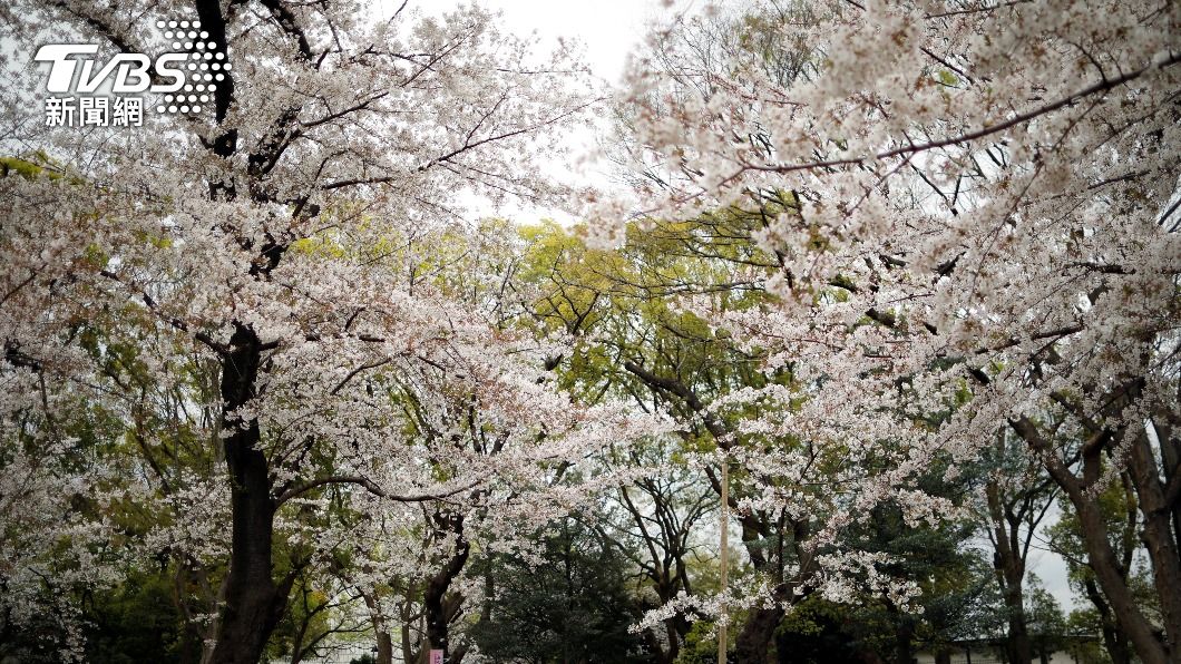 日本櫻花預測出爐　氣象公司預測東京櫻花3/21搶先開
