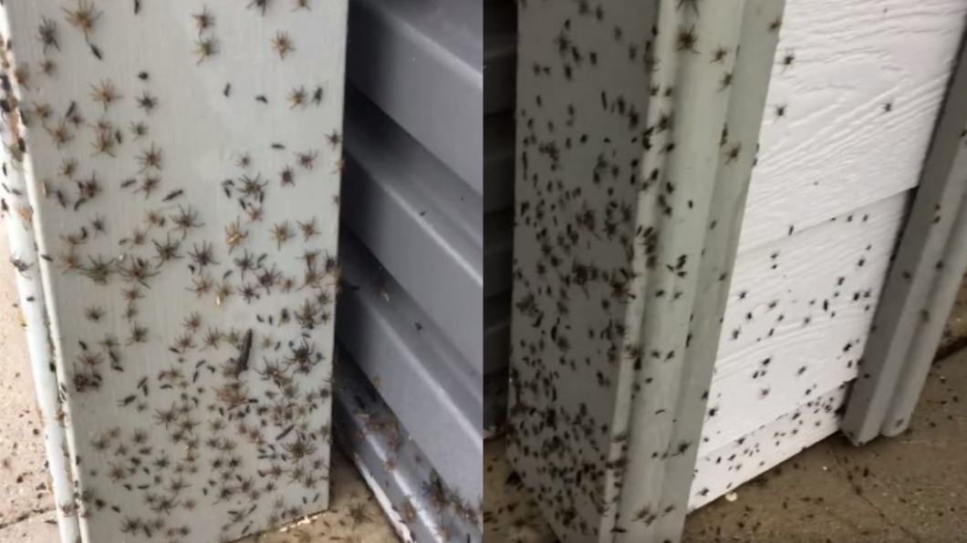 澳洲洪災太可怕!數千蜘蛛大軍狂竄、野蛇闖屋內避難