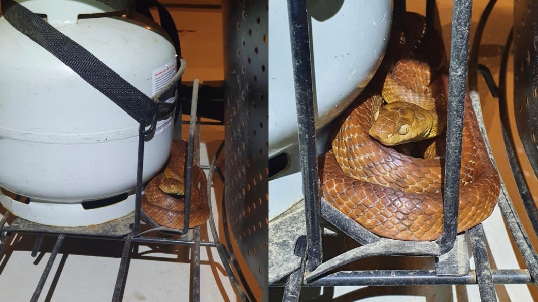 野生的蛇闖入民眾家中避難。（圖／翻攝自Sunshine Coast Snake Catchers 24/7臉書）