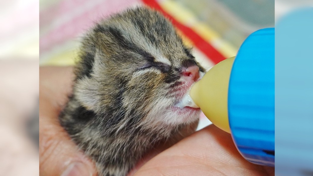 (圖/翻攝自【公式】横浜市立よこはま動物園 ズーラシア推特)