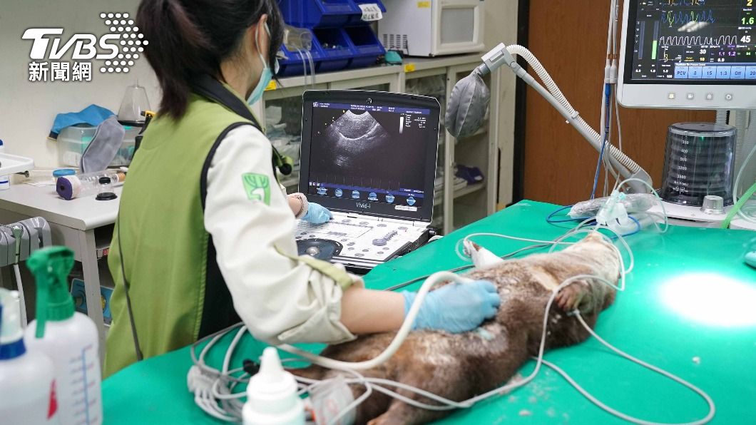 北市動物園水獺「莎夏」首健檢 患有先天心臟疾病