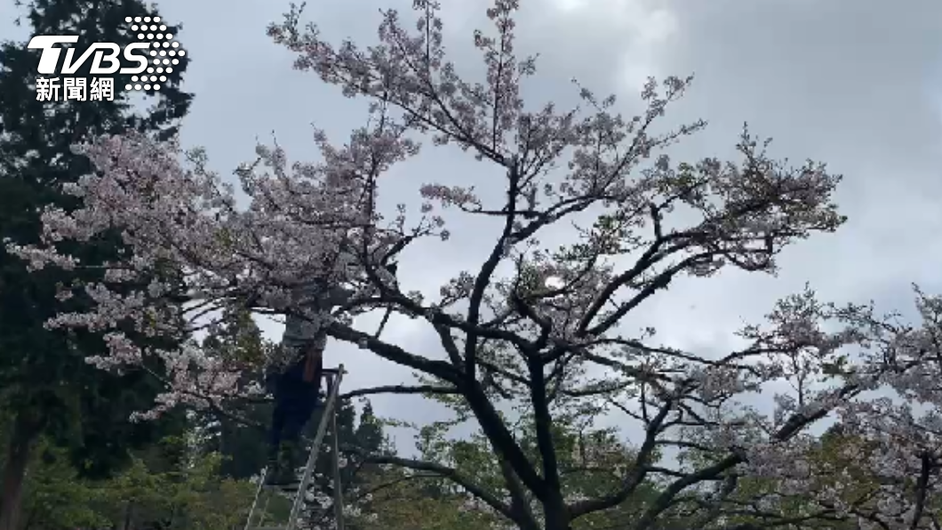 阿里山百年櫻王生病急診! 民搶病枝做發財夢