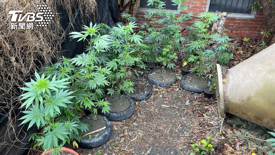 雲林竟有漁民非法種植大麻　檢警經查獲依法送辦