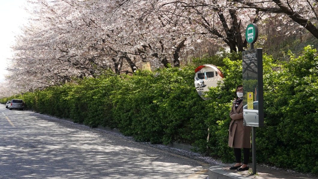 百年來最早的一年！首爾春暖「櫻花」開了