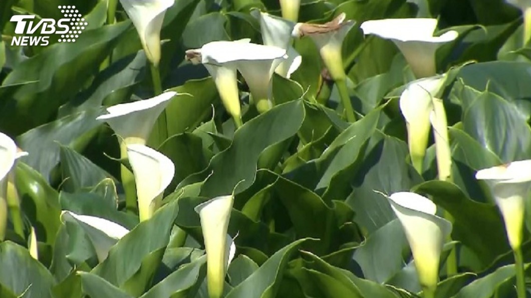 海芋及繡球花季相繼登場 陽明山啟動87天交管