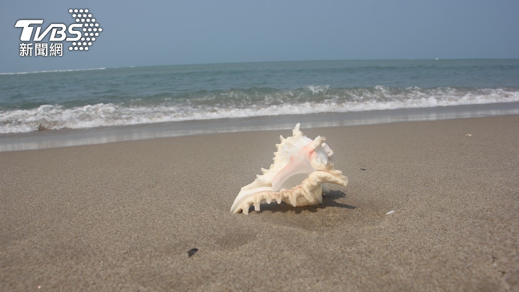 買海螺竟意外成為千萬富翁。 (示意圖/shutterstock達志影像)