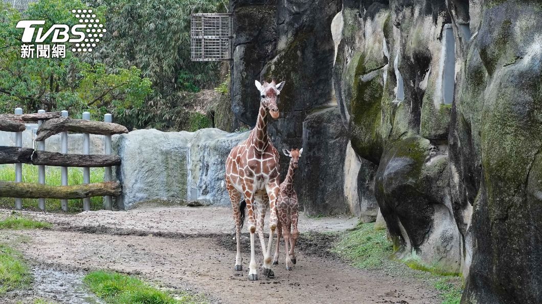 北市動物園長頸鹿寶寶「麥芽」見客 想目睹須耐心