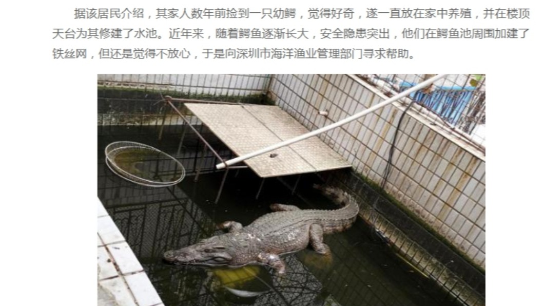 鱷魚愈養愈大隻，讓飼主不禁開始擔憂安危。（圖／翻攝自《深圳新聞網》）