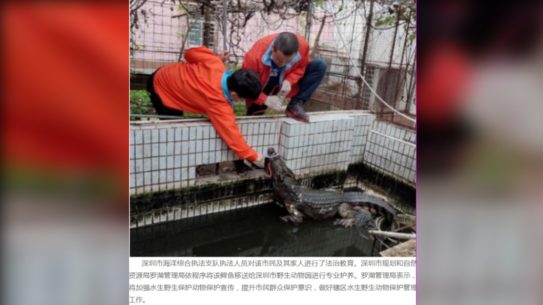 最後飼主決定通報相關單位協助抓鱷魚。（圖／翻攝自《深圳新聞網》）