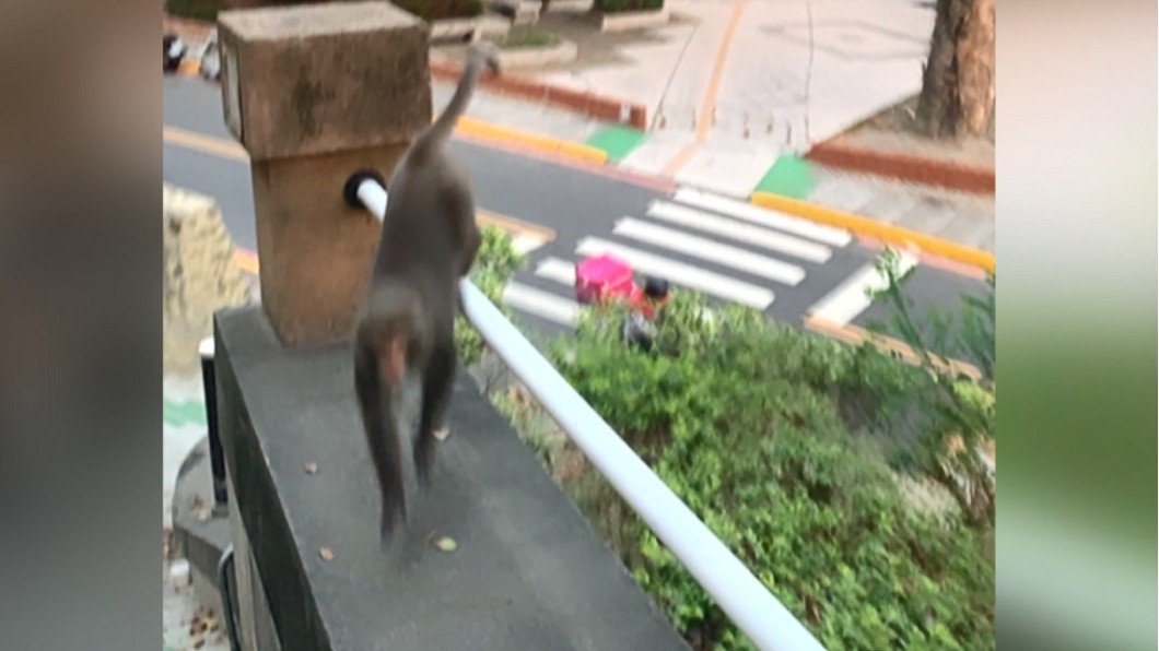 圖/畫面翻攝爆廢1公社