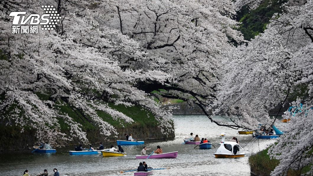 京都櫻花提前盛開創千年來紀錄 氣候變遷成主因