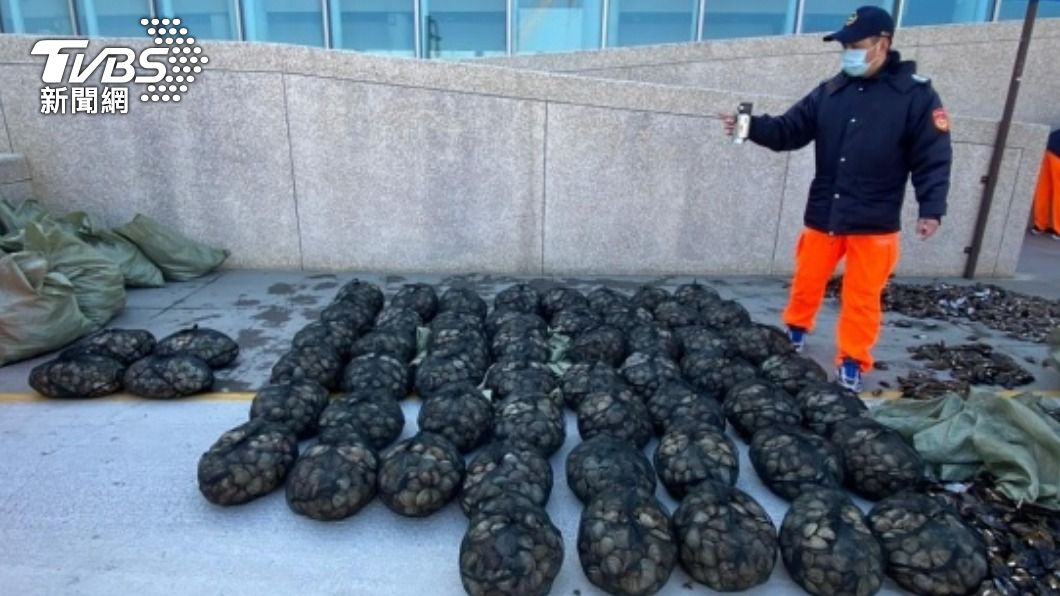 馬祖查獲首宗走私「牛奶貝」　海巡署將加強安檢