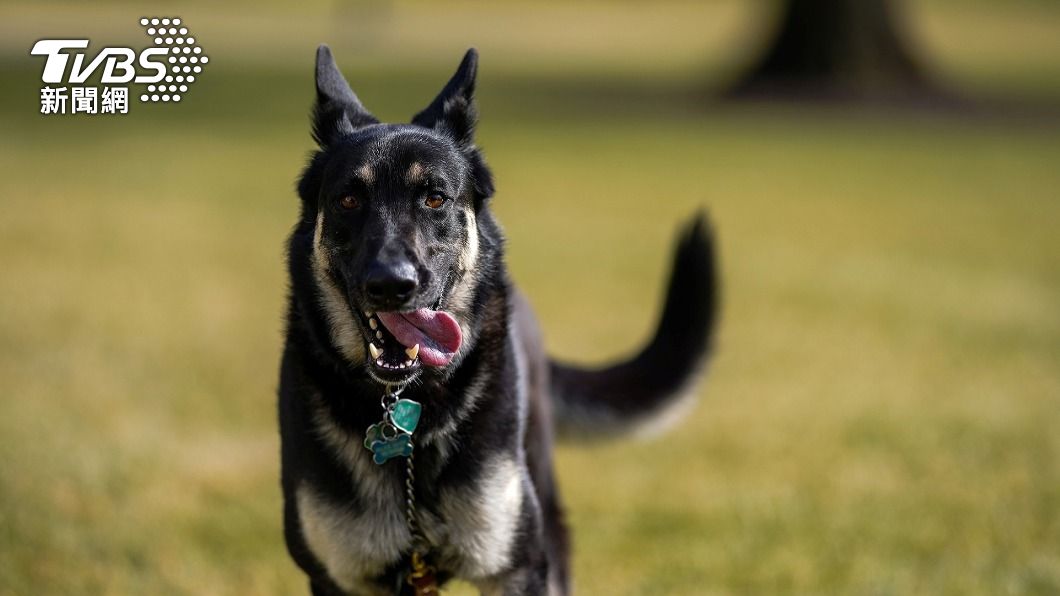 拜登愛犬受訓結束又出事 3歲少校又咬人