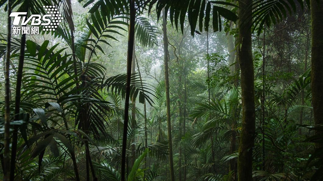 朱馬部落位於巴西熱帶雨林。(示意圖/Shutterstock達志影像)