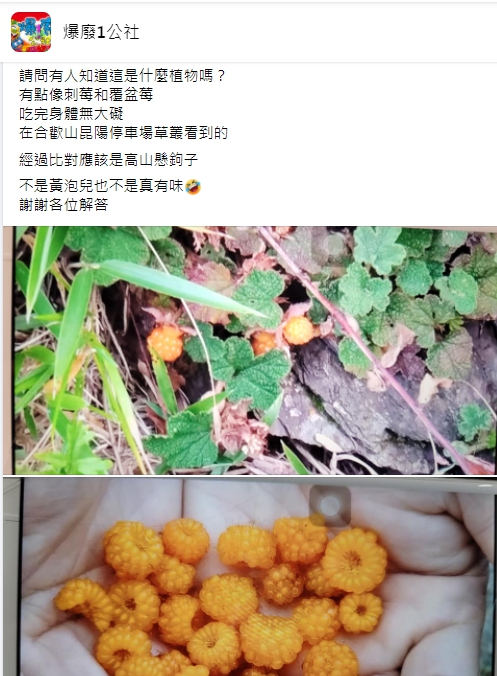 (圖/翻攝自「爆廢1公社」)