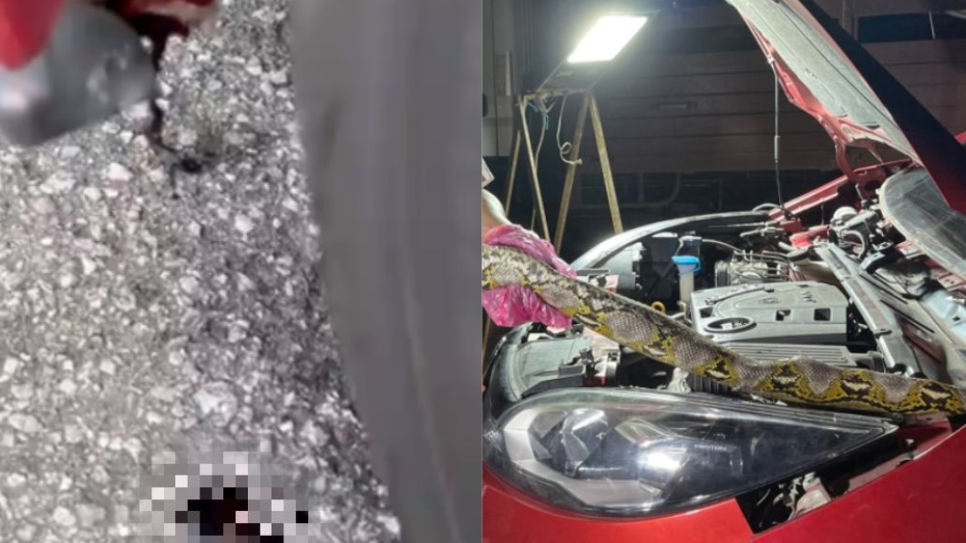 車頭狂滴血飄惡臭 馬國女開引擎蓋見「巨蟒」嚇腿軟
