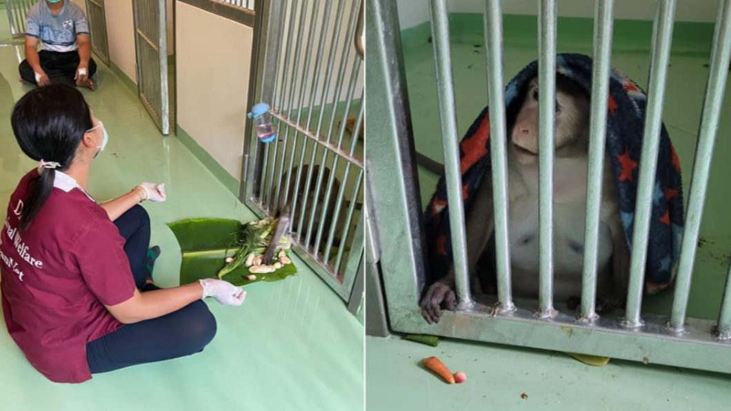 哥吉拉正在減肥。(合成圖/翻攝自กรมอุทยานแห่งชาติ สัตว์ป่า และพันธุ์พืช臉書)