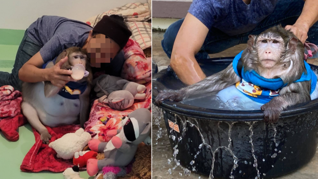 哥吉拉正在動保單位生活。(合成圖/翻攝自ชุดปฏิบัติการพิเศษเหยี่ยวดง臉書)