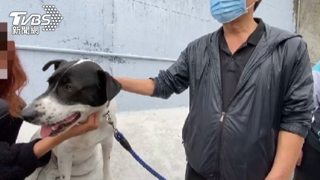 張家飼養的狗狗小掰,似乎能感受到張媽媽的難過。(圖/TVBS)
