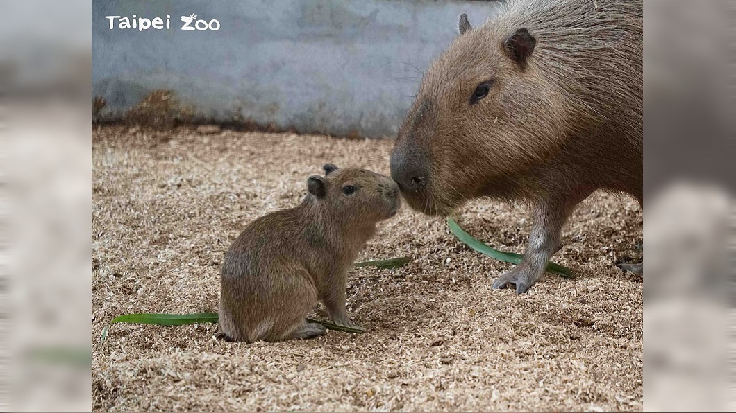 北市動物園水豚寶寶「車車」亮相 5月揭曉性別