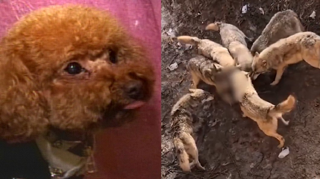抱愛犬去看狼群 陸女「手滑噴飛」害牠被搶食慘死
