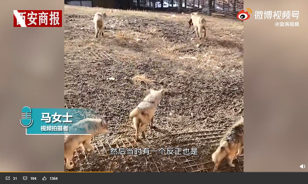 貴賓狗最後被其中一匹狼獨占。（圖／翻攝自漩渦視頻）