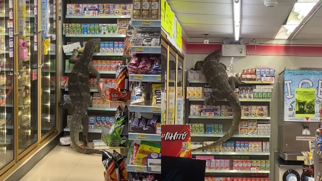 龐大的身軀在店裡橫衝直撞，嚇得大家尖叫連連。（圖／翻攝自Jejene Narumpa臉書）