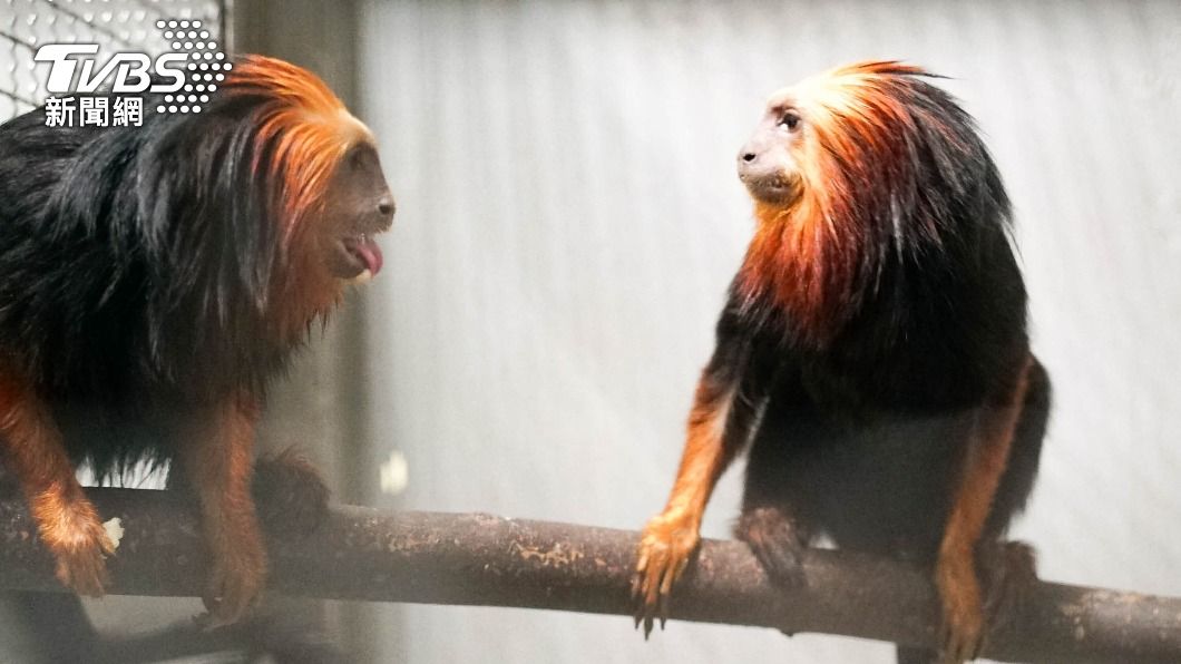 台北動物園首次引進 金頭獅狨、黑吼猴來報到