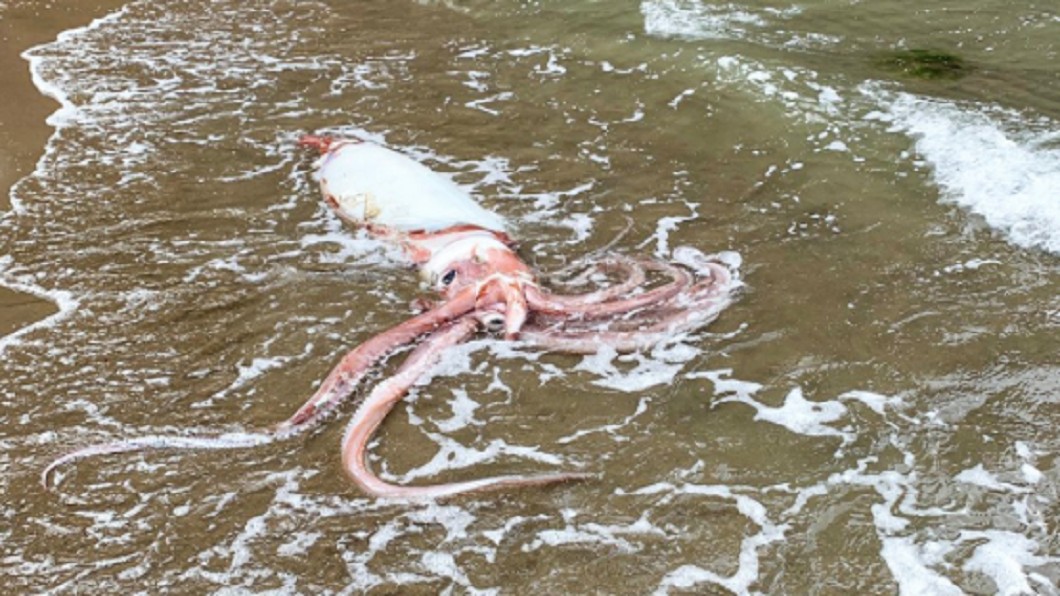 異象再現?5週2隻日本深海「大王烏賊」陳屍海邊
