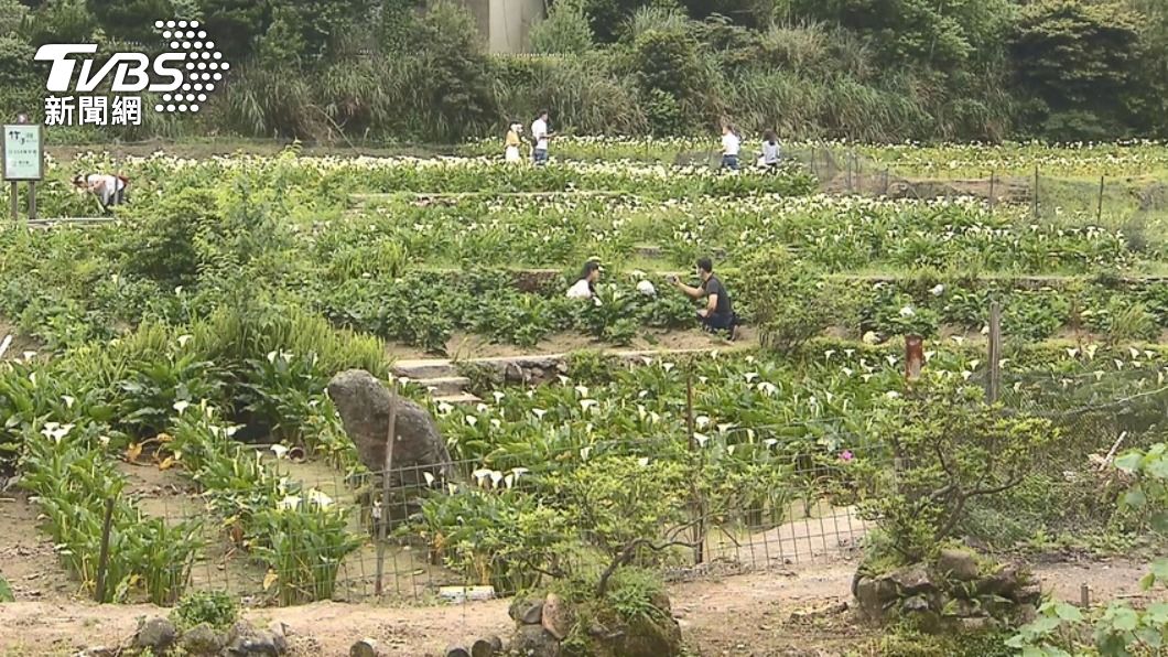 兩人同遊竹子湖。(圖/TVBS資料畫面)