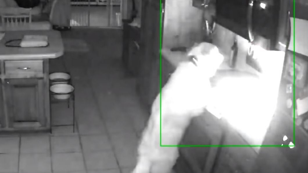 黃金獵犬半夜肚子餓 貪吃亂開瓦斯爐引大火