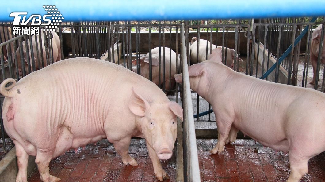 防非洲豬瘟!全國暫停廚餘養豬 輔導改用飼料補助價差