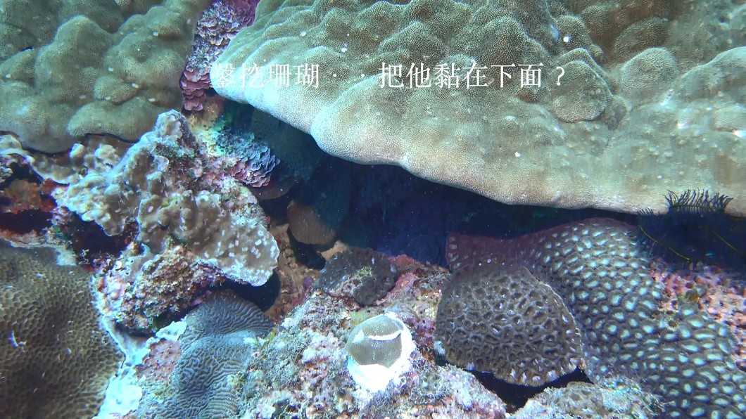 圖/潛水教練邱文傑提供