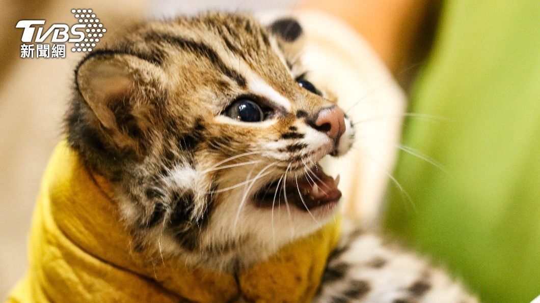 北市動物園石虎三兄妹 貓雄、貓攬、貓控萌樣曝光