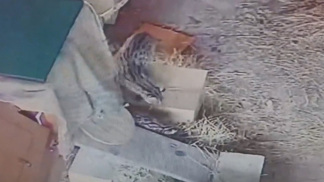 圖/翻攝自台北市立動物園粉專