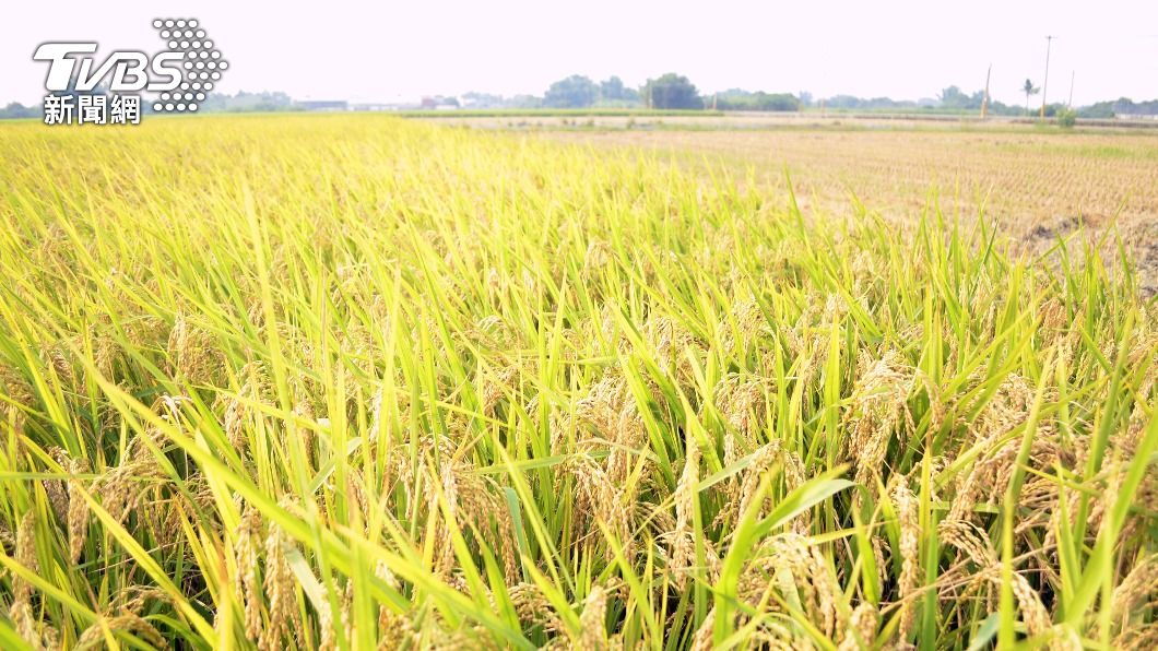 農業旱象首現緩解 近期天降甘霖水稻、果樹受惠