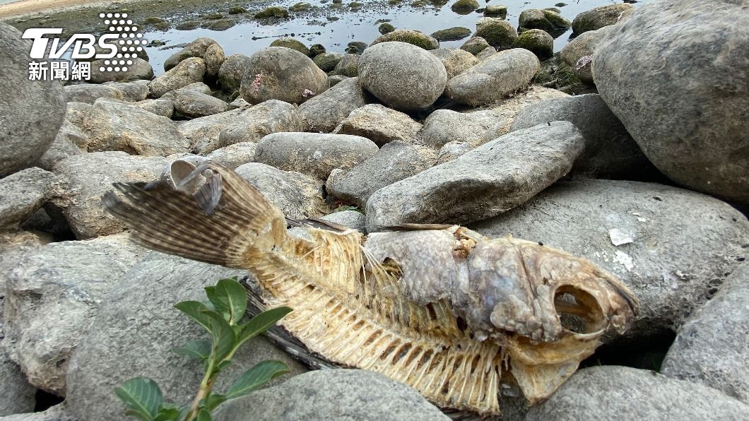 高雄蓮池潭部分乾涸見底,魚隻曝曬成魚乾。(圖/中央社)