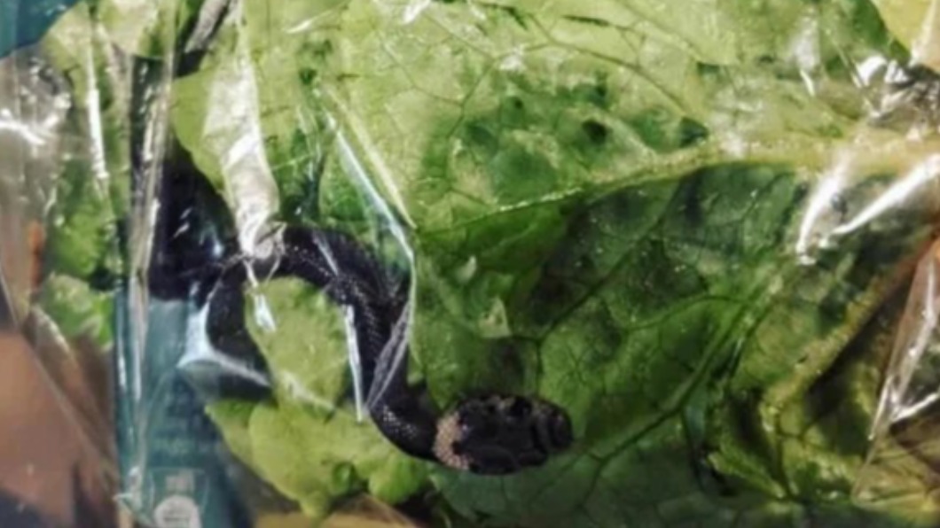 澳超市買菜送毒蛇! 婦返家嚇壞「被咬恐器官衰竭」