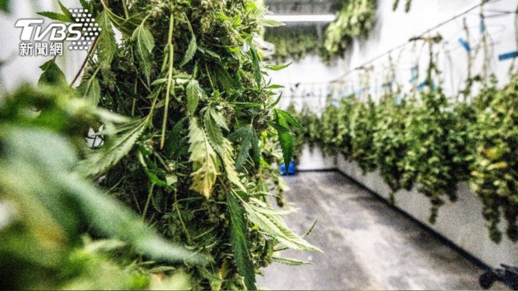 柯鈞耀表弟林安逸坦承寄送大麻包裹來台,最重恐處無期徒刑。(示意圖/shutterstock 達志影像)