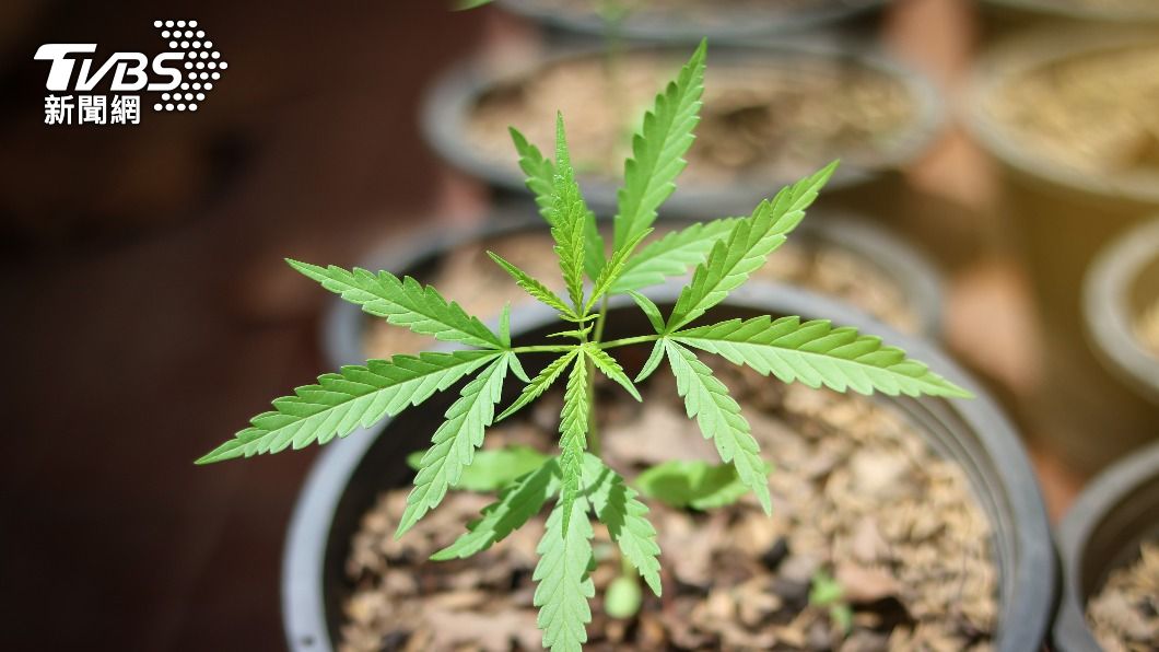 租屋處非法種植大麻 高雄警察大動作跨市逮人
