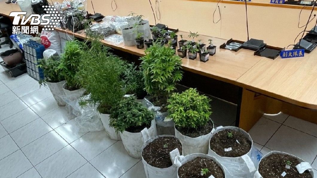 警方上門查獲大麻33株、烘乾的大麻葉157公克。(圖/TVBS)