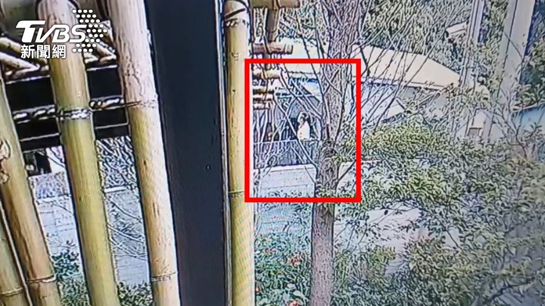 洪姓男子觀看猴群出沒。（圖／ＴＶＢＳ）