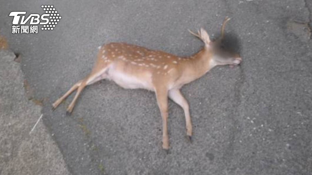 肇事梅花鹿當場死亡。(圖/警方提供)