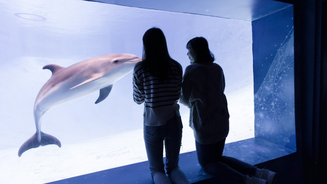 「遠雄海洋公園」新館設置海豚景觀窗,讓遊客可近距離欣賞海豚。(圖/翻攝自遠雄海洋公園官網)