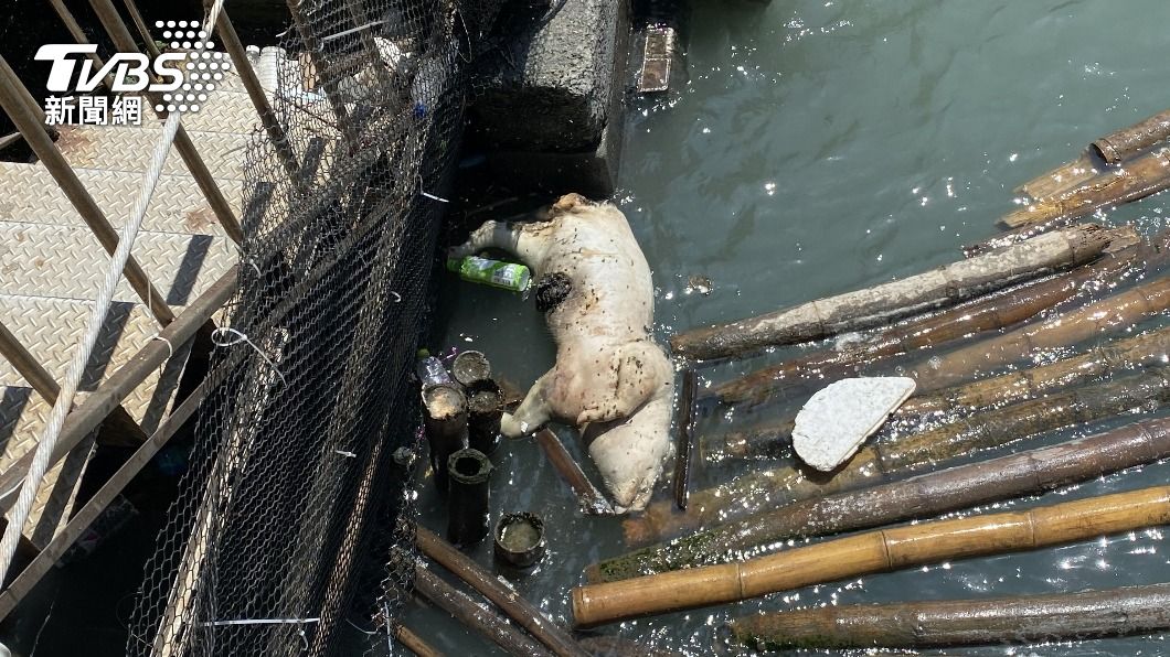 雲林四湖大排驚見1死亡豬隻 非洲豬瘟檢驗陰性
