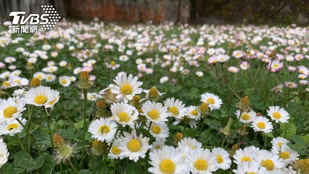阿里山除了一葉蘭外,雛菊(圖)也接著開花。(圖/中央社)