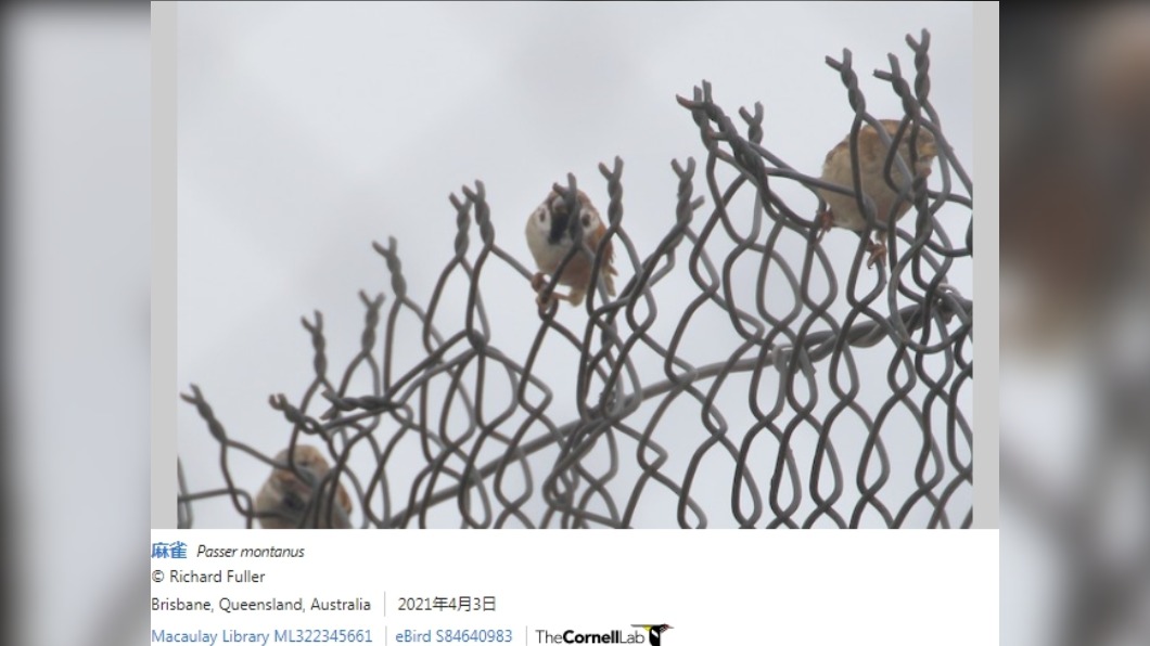 （圖／翻攝自「eBird Australia」）