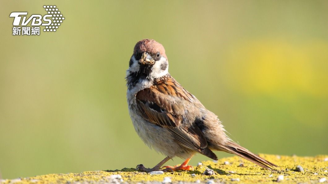 台灣「菜市場鳥」麻雀飛到澳洲後成為大明星。(示意圖/shutterstock達志影像)
