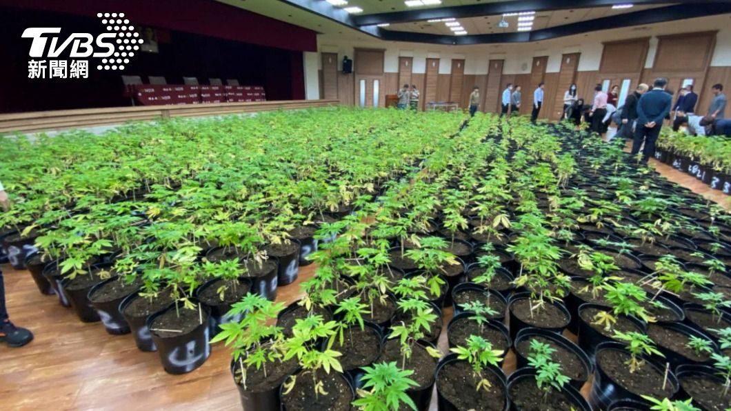 查獲1608株大麻植株　調查局：緝毒史上最大量