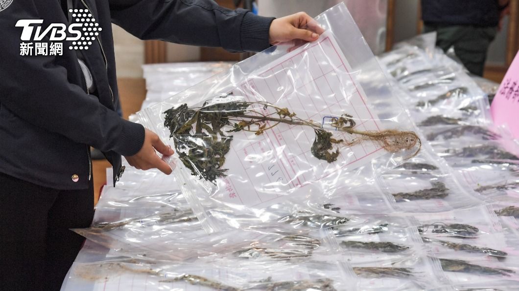 調查局破獲緝毒史最大宗大麻種植案件。(圖/中央社)